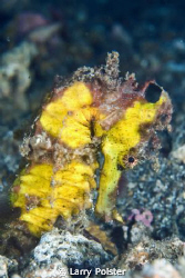 One of many at Lembeh. D300-60mm by Larry Polster 